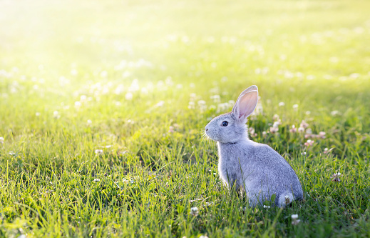 Young european hare (Lepus europaeus) sitting in a meadow.