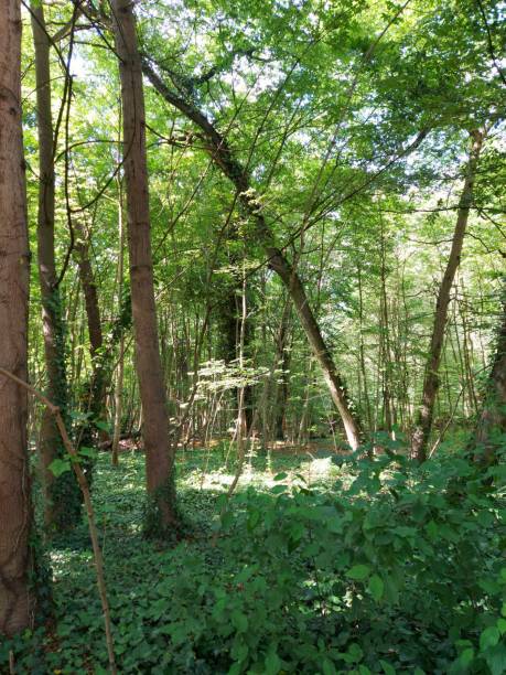 istock walk in the wood 1545398146