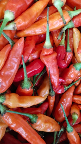 Harvested red cayenne pepper is sold in the market