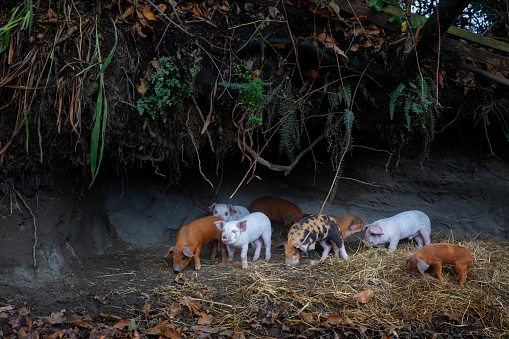 Little baby pigs free in nature in Patagonia (Chile)