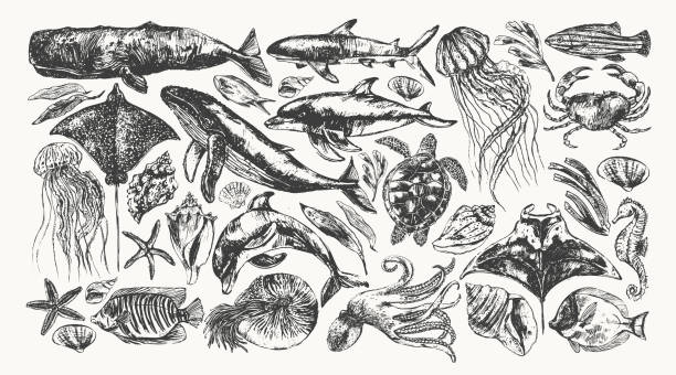 illustrations, cliparts, dessins animés et icônes de croquis à l’encre noire de baleine, dauphin, requin, poulpe, crabe, homard, hippocampe, tortue de mer, méduse, étoile de mer, manta, raie aigle, nautile - gravure surf