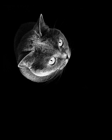 Portrait of British shorthair cat from above isolated on black background