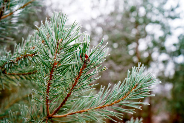 istock Close up of frozen pine tree needles 1545428288