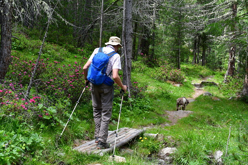 Mann und sein Lagotto Romagnolo Hund wandern im Schnalstal in Südtirol