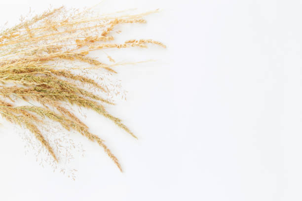 istock golden dry wild cereals on white background in sunlight 1545448964