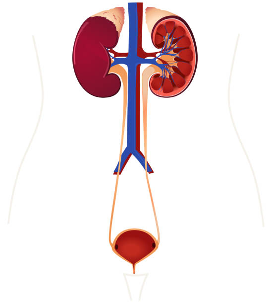 анатомия мочевыделительной системы. почки, бладдреналер, мочеточник, мочеиспускательный канал, почечные артерии и вены - secretory product stock illustrations