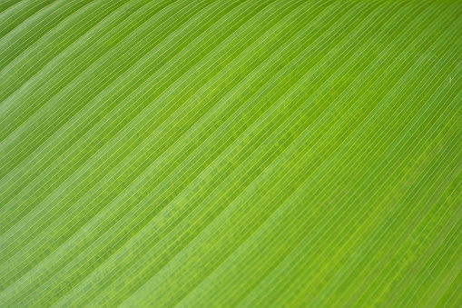 Closeup lines of green Calathea leaf