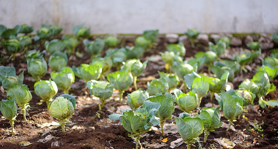 Organic cabbage plantation in the vegetable garden or farm field near village house. Growing cabbage in the open field. Small local agricultural business. Harvesting. Banner