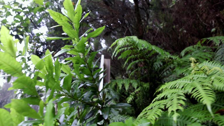 Vegetation biodiversity in laurel forest of Anaga of Tenerife