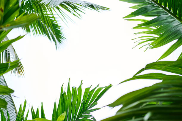 istock Tropical beach coconut palm tree leaves isolated on white background. 1545472303
