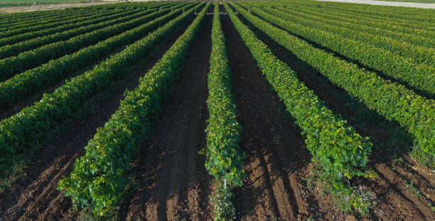 istock Green rows of vineyard in Greece. 1545475958