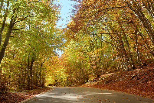 Picturesque woodland landscape in the mountains of Lovcen National Park, Montenegro on autumn day. Orange and yellow trees around a deserted road. Beautiful nature of Balkans. Forest on fall day.