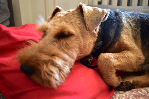 terrier galés durmiendo en un sofá - welsh culture fotos fotografías e imágenes de stock