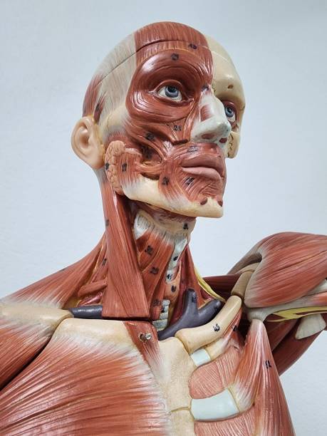istock muscular anatomy model 1545491312