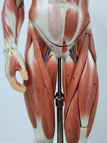 istock muscular anatomy model 1545491862