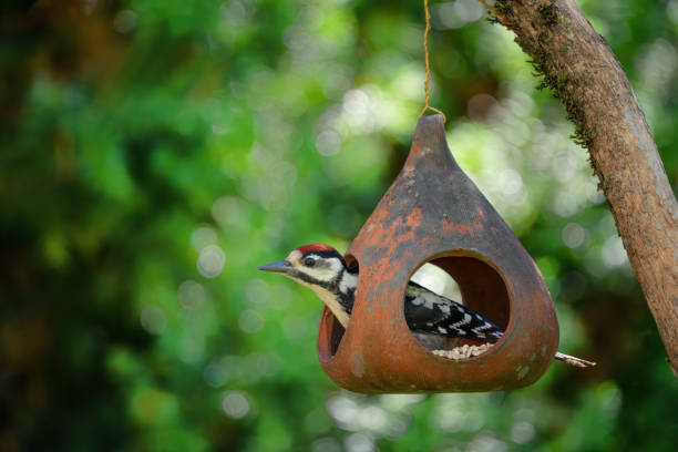 Great spotted woodpecker perching on a terracotta bird feeder in my back yard.
