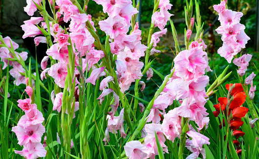 Pink and red gladiolus flowers in the garden.Blooming Tampico gladioli.\nOrnamental plants concept.\nSelective focus.
