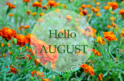 Hello August greeting on a orange yellow French marigold or Tagetes flowers background. Summer concept.Selective focus.