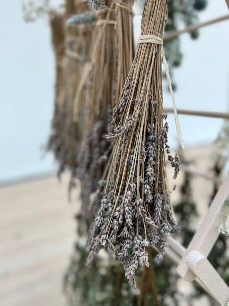 istock Dried flowers hanging up 1545504697
