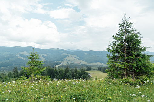 Green Ukrainian mountains. Summer time. Beautiful views of the largest peaks. Travel background. Exploring beauty world. Carpathian mountains. Ukraine. Europe.