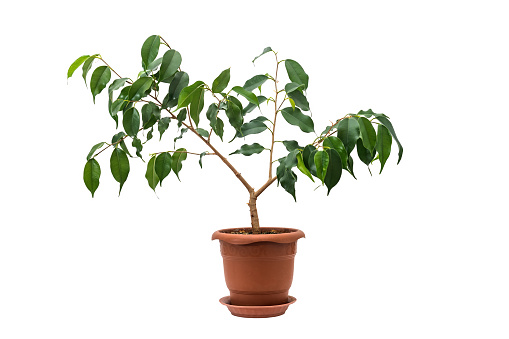 Ficus benjamina in a pot isolated on white background