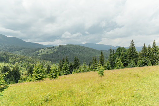 Green Ukrainian mountains in front of the storm. Summer time. Beautiful view of the largest peaks. Travel background. Exploring beauty world. Carpathian mountains. Ukraine. Europe.