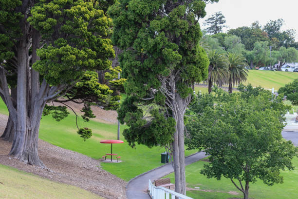 istock trees and lawn in the park 1545558790