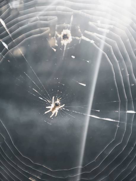 istock The little spider is building its nest. 1545596080