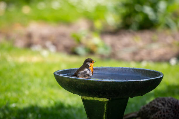 istock An erithacus rubecula, commonly known as a robin, having a wash in a bird bath, with a shallow depth of field 1545598162