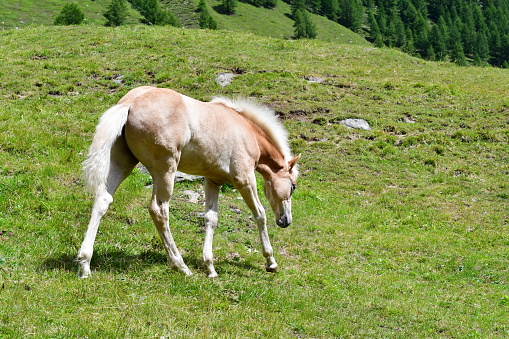 Pferde auf der Weide im Pfossental in Südtirol