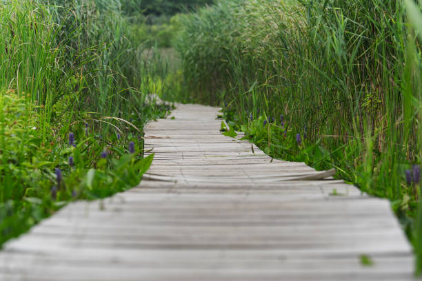 istock white memorial boardwalk litchfield connecticut 1545610874