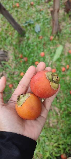 istock areca nuts fruits that fall from the tree 1545615602