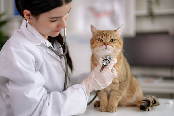 el veterinario examina a un lindo gatito en el hospital de animales. - vet domestic cat veterinary medicine stethoscope fotografías e imágenes de stock