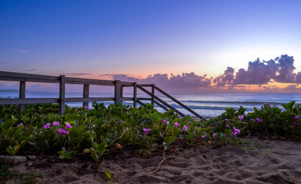 istock Sunrise in Porto de Galinhas beach 1545636201