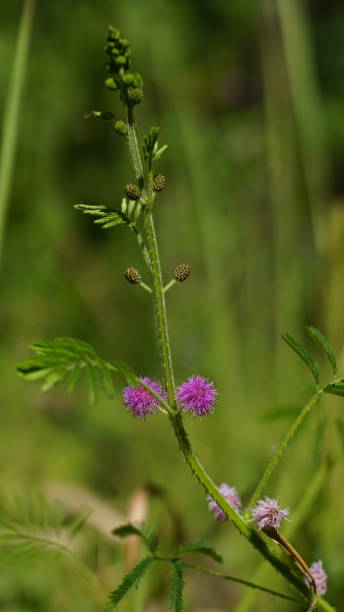 istock Pink flowers of Mimosa diplotricha 1545642694