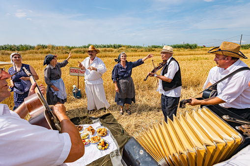 Muzlja, Vojvodina, Serbia, - July 02, 2022; XXXIX Traditionally wheat harvest. Accordionist is stretching bellows of accordion. Music for success before reaping wheat manually on traditional rural way