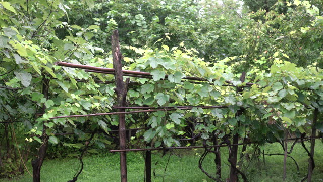 Unripe Grapes in a vineyard in summer with fresh grapes green leaves.