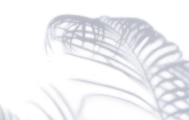 istock Isolated palm leaves on white backgrounds 1545655124