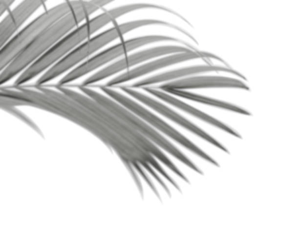 istock Isolated palm leaves on white backgrounds 1545657359