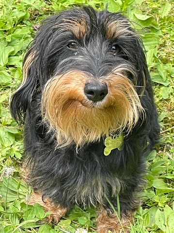 Little miniature wirehaired dachshund smiles happy