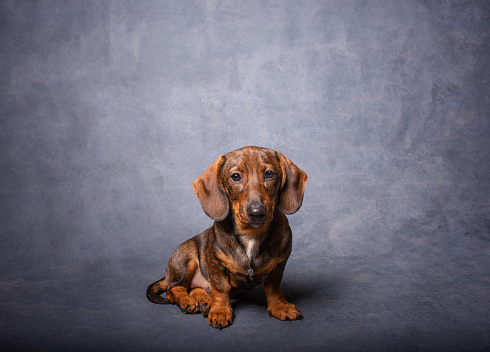 brown dachshund on a gray background.