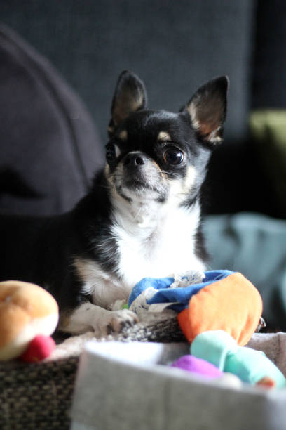 istock Mini the chihuahua 1545667253