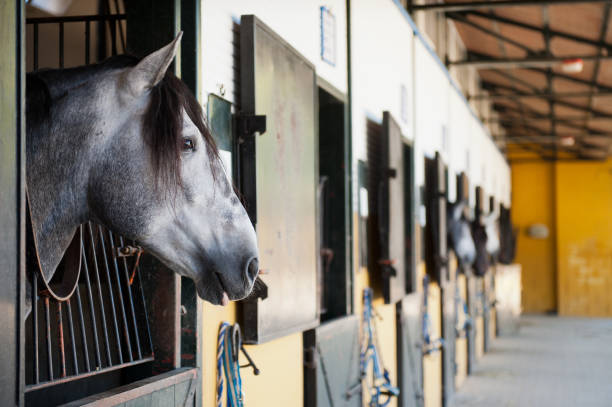 istock Horse in the stable 1545670961