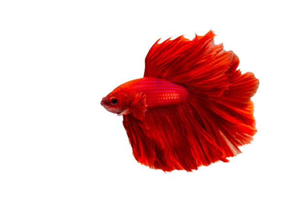 istock Super red betta fish. Siamese fighting fish isolated on white background. Thailand. 1545703176