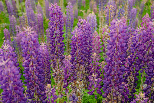 Blue Lupines (Lupinus polyphyllus) in perennial garden.