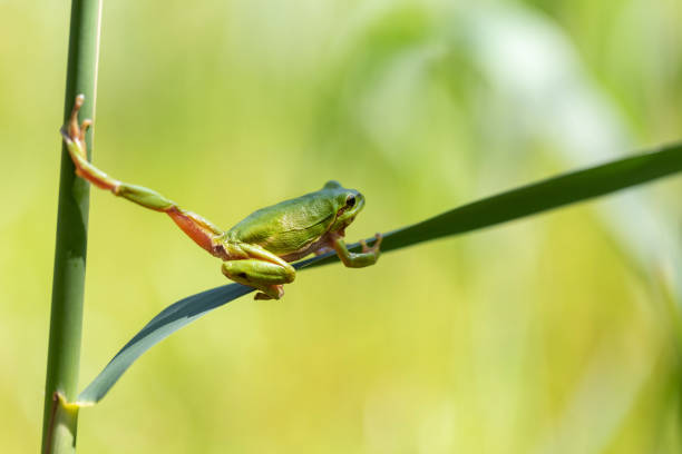 hyla arborea - piccola rana verde in movimento. strisciare su una foglia di canna verde con un bellissimo bokeh sullo sfondo. - frog catching fly water foto e immagini stock