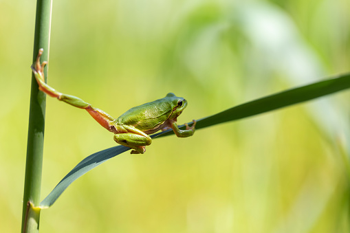 Hyla arborea - little green frog in motion. Crawling on a green reed leaf with beautiful bokeh in the background.