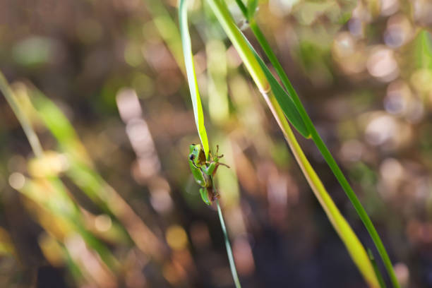hyla arborea - 움직이는 작은 녹색 개구리. 배경에 아름다운 보케가 있는 녹색 갈대 잎을 기어 다닙니다. - frog catching fly water 뉴스 사진 이미지