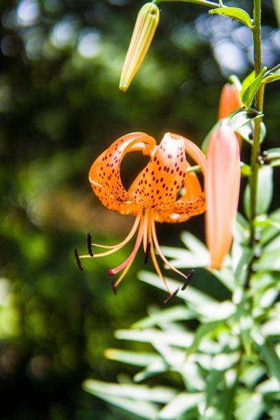 istock a small orange flower is shown with leaves in the background 1545756143