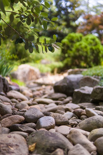 A high-definition shot of a group of rocks and pebbles surrounded by lush green foliage